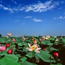 에코라인 이미지