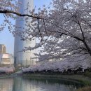 3월31(일) 한강 벚꽃 트레킹 ~ 이미지