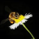 꽃 꿀방 이미지