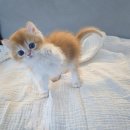 우리가족헤어 | 창원고양이분양후기 브리티쉬숏헤어분양후기 우리 가족의 새로운 시작