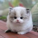 인천 강아지분양 고양이분양 미유펫 이미지