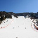 양지파인리조트 이미지