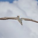 알바트로스 이미지