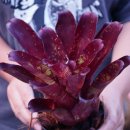 공동농장 이미지