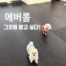 무들마리 태권도장 | 애견유치원 강력 추천 에버롤! 구매부터 관리까지 총정리!