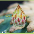 관용농장 이미지