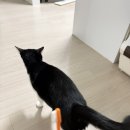 덴탈포커스 | 고양이껌 추천 덴코큐플라그오프로 치석관리 끝 아직도 양치로 싸우시나요 고양이덴탈껌 후기