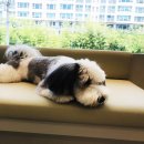 린동물병원 이미지