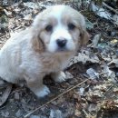 강아지이야기 이미지