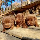 금옥이네 이미지