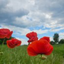 불꽃쉼터 이미지