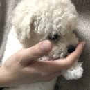 도그마루 노원점 이미지