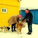 말티즈하우스 이미지