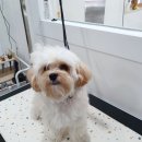 포시랍개 이미지