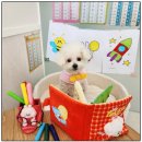 털로덮인친구들 달서점 이미지