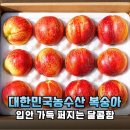 달콤함의 끝판왕! 대한민국농수산 제철 복숭아로 시원한 여름을 만끽하세요!