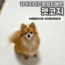 리본펫 | [펫코지] 강아지 고양이 미끄럼방지 매트추천 펫코지 거실러그 사용 후기