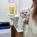 퍼피스토리 이미지