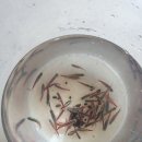 어항 세탁소 이미지