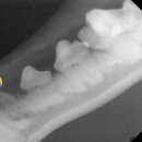 부천종합동물병원 이미지