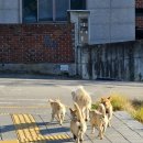 동네강아지 이미지