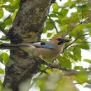 대조-009 이미지