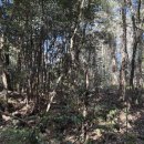 곶자왈 | 제주가볼만한곳 안덕면 환상숲 곶자왈 숲해설 후기