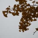 시립가곡어린이집 이미지