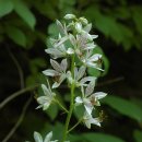 봉황약국 | 백선 (봉황삼) 비염과 천식 잡는 신비의 약초 효능 총정리