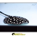 가오리PC 이미지