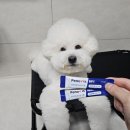 반포동물약국 | 하루 한 봉로 달라진 강아지장건강! 페노비스 유산균 후기!