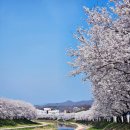 영동군청 | 충북 영동천 벚꽃 명소 &amp; 현지 맛집 완벽 가이드 2026