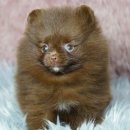 예빈켄넬 이미지