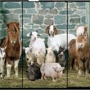 대사농장 이미지