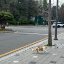 화랑유원지_암벽등반장주변 | 서울 보라매공원 에어파크 벚꽃길 실시간 개화 상황