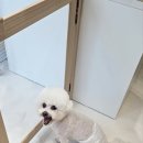 멜팅그루밍 이미지