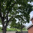 용산기지 옛 미군장교숙소(현 용산공원) 이미지