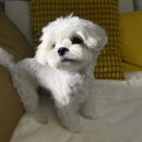 파우스애견미용실 이미지