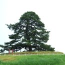 익산신작리곰솔 - 1317 | 익산신작리곰솔