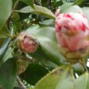 문성농장2 이미지