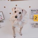 알콩달콩 애견미용실 이미지