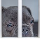 명랑도그 | 청주강아지분양 도그마루에서 데려온 이유