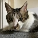 신통방통 동물병원 이미지