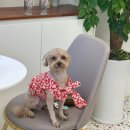 샤방하개 이미지