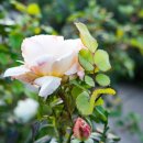 동일로163길 (4) 이미지