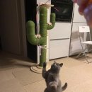 지극정성여포 | 티슈 초음파 중 "고양이 방광염" 발견하다?