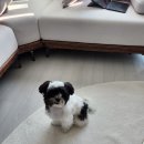 멍까루 이미지