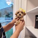 사랑애견샵 이미지