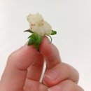 나길농장 | 나길농장 딸기 “스위트베리”