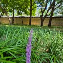 브람스 교향곡3번 이미지